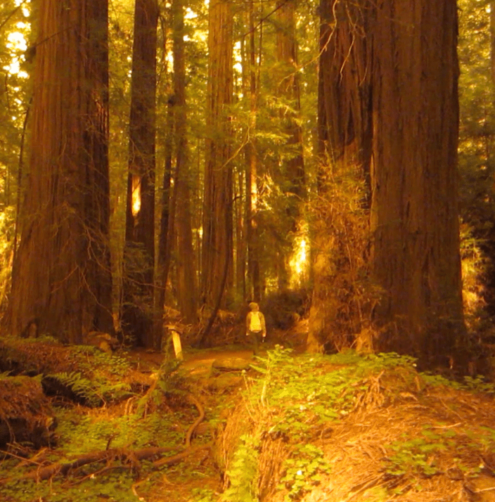 Interoception and the aesthetic sense in&nbsp;yoga